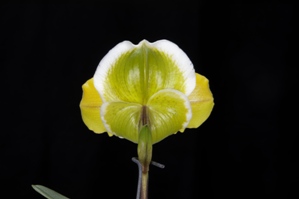 Paphiopedilum Kings Forest Gold Field HCC/AOS 76 pts. Reverse